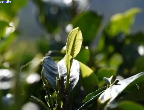 大雪山大叶种普洱茶：品质、口感与功效的全面解析