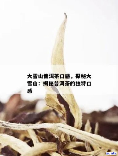 探究普洱茶中的大雪山特点：口感、风味及品鉴解析