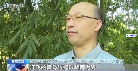 普洱茶中的玉米须：泡水喝的神奇功效解析