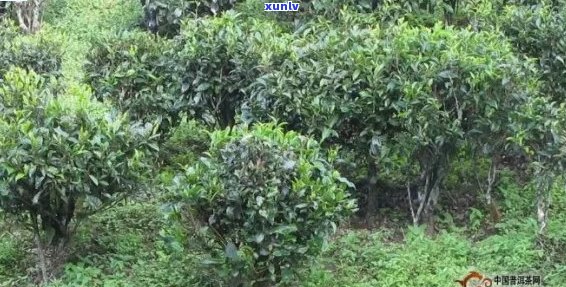 普洱茶树长什么样：介绍普洱茶的茶树特征和外观