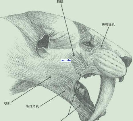 翡翠鬼脸狮子挂件价值评估：如何鉴别真伪与市场价格？