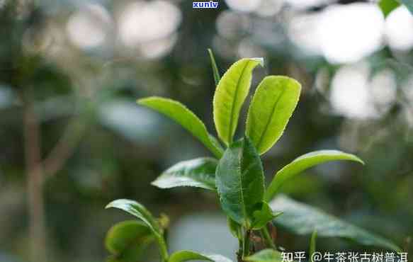 普洱茶古六大茶山的普洱茶：介绍、来源、新旧对比及古树茶特点