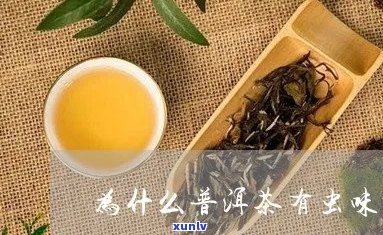 普洱茶的香气是否会吸引虫子？