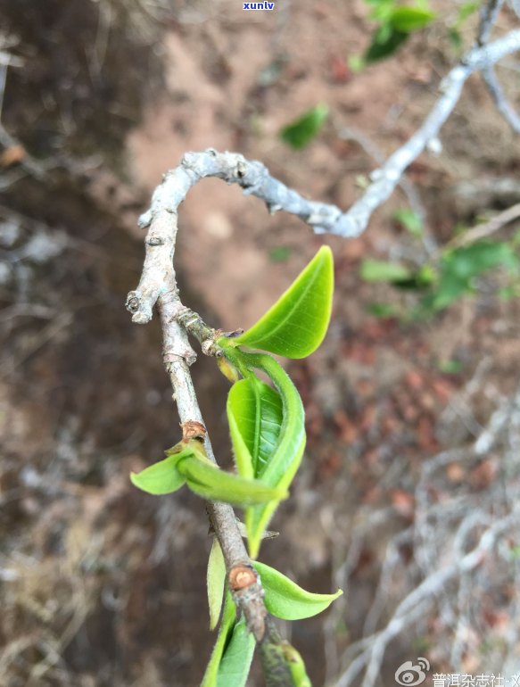 的普洱茶品鉴：口感、香气与功效详解，看看这款茶究竟好不好喝？