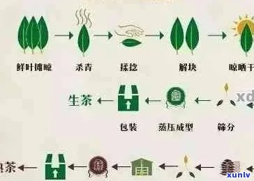 全面了解普洱茶：品种、产地、 *** 工艺与品鉴 *** 的详细解析