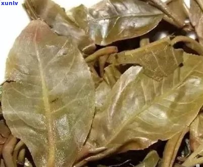 普洱茶中叶片状的品种及其特点：全面解答关于叶片式普洱茶的一切