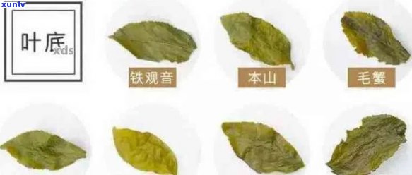 普洱茶中叶片状的品种及其特点：全面解答关于叶片式普洱茶的一切