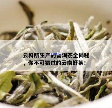 云科所普洱茶怎么样