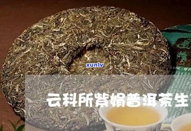 云科所普洱茶怎么样