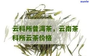 云科所普洱茶怎么样