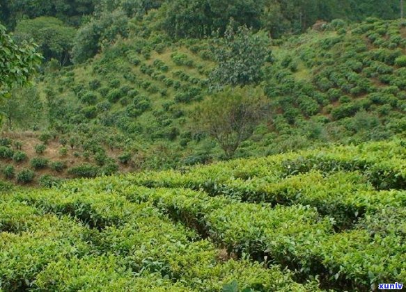 普洱茶哪一年出现的喝？普洱茶哪一年的茶青？