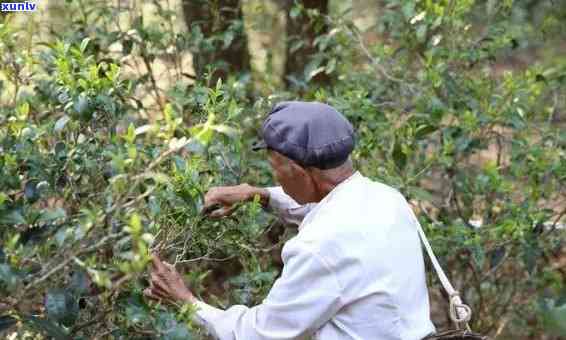 普洱茶远之：启英及其普洱茶疆、雄传奇