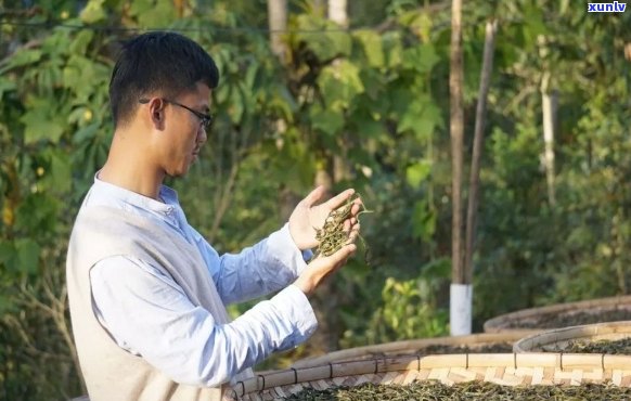 雄老师的普洱茶 *** 教程：品鉴野生普洱的魅力