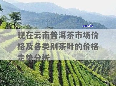 云南普洱茶市场价格波动及最新批发指南