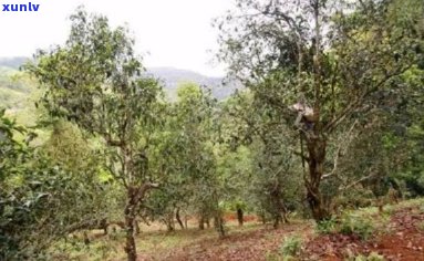 革登普洱茶生产厂家：探索革登茶山的历与口感特点