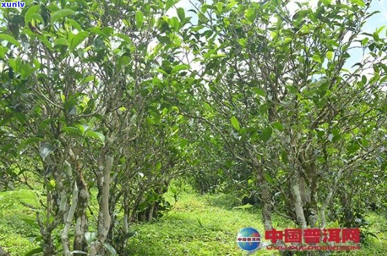 革登普洱茶生产厂家：探索革登茶山的历与口感特点