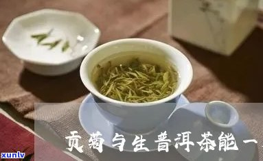 普洱茶和贡菊可以吗