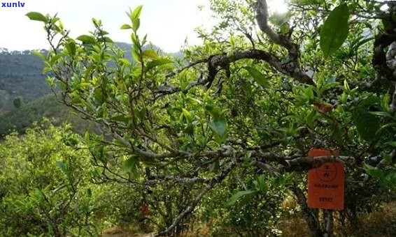 云南临沧凤庆地区珍稀古茶树探秘之旅：千年普洱茶树的奥秘与魅力