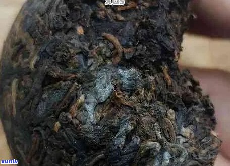 新普洱茶砖的多重特性与影响：品质、口感与收藏价值探讨