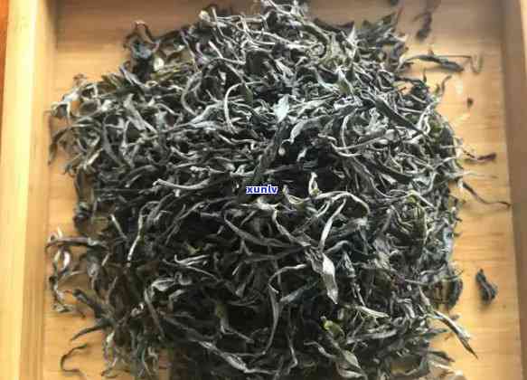 2013年大雪山古树茶价格及品质分析，了解古树茶的市场价值和购买指南