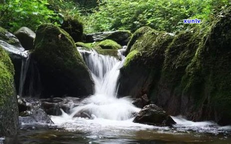 千家寨生普洱茶价格