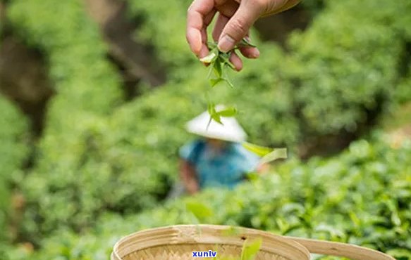 佳兆业茶叶：品质与口感的完美融合