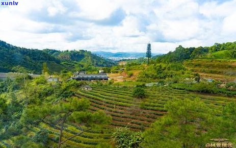 普洱茶千年历讲解