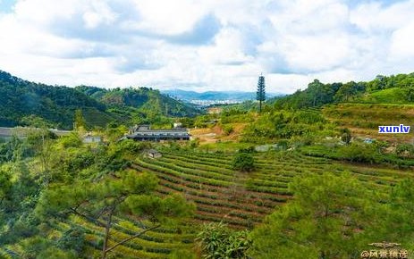 普洱茶千年历讲解