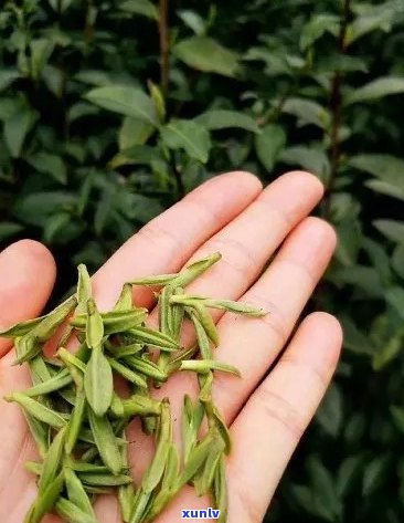 与花骨朵相似的叶形茶叶：绿茶、乌龙茶、红茶、白茶等