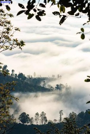 景迈芒景古树茶的特点：山芒云雾环绕，古树茁壮成长，独特风味显现