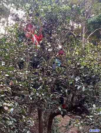 景迈芒景古树茶的特点：山芒云雾环绕，古树茁壮成长，独特风味显现