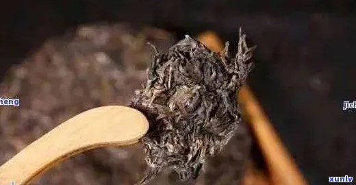 普洱茶笋壳如何避免虫蛀的 *** ：只喝新的普洱茶。