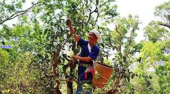 勐海县曼扫村纯正古树普洱茶：传统工艺与现代口感的完美融合