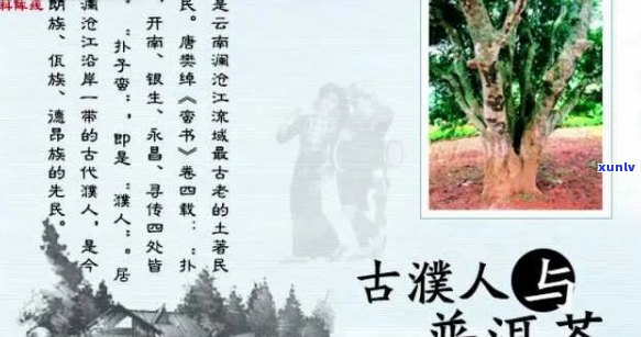 普洱茶的五大起源：揭秘其五个老祖宗及它们对普洱茶的影响