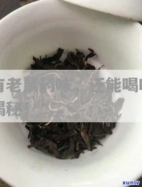 普洱茶饼上出现老鼠尿迹，如何处理和预防？