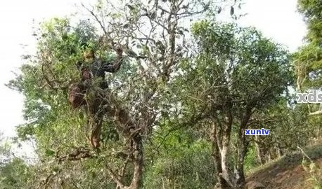 勐海豫茶厂：古树普洱茶的 *** 工艺、品种特点与品饮 *** 全面解析