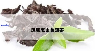 鹰窝山普洱茶怎么样