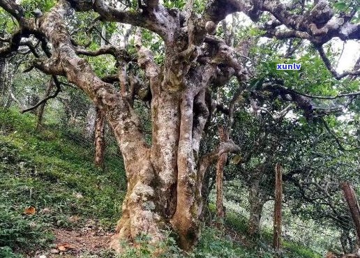 云南省县：中国普洱茶之乡，探寻古树茶的秘密