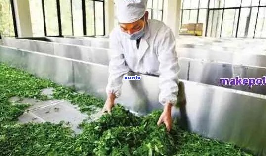 云南省茶厂：高品质茶叶的生产与供应专家