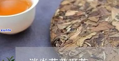 普洱茶和消炎药-普洱茶和消炎药可以一起吃吗