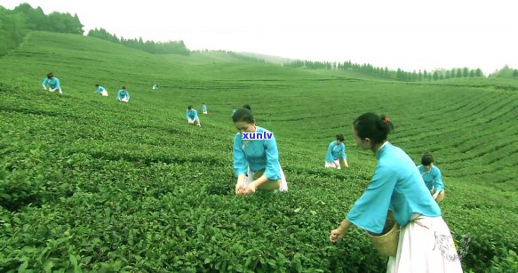 增肌期女性喝普洱茶：适量饮用有益健