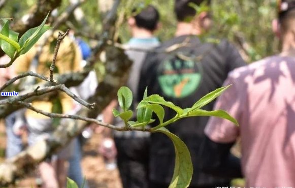 普洱茶购买指南：藏者树勋分享专业建议与实战经验，助您成为茶叶专家