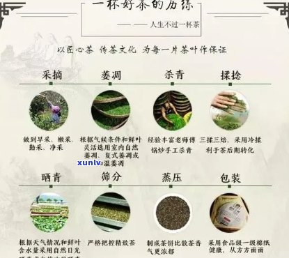 普洱茶的全球流行：探讨为何越来越多的人选择品茗这种古老饮品