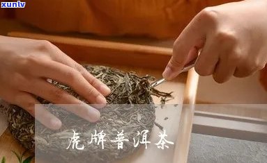 铁虎舜祥普洱茶：全茶品鉴与冲泡之道