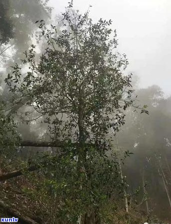 铜箐河普洱茶的独特风味及其品质特点解析