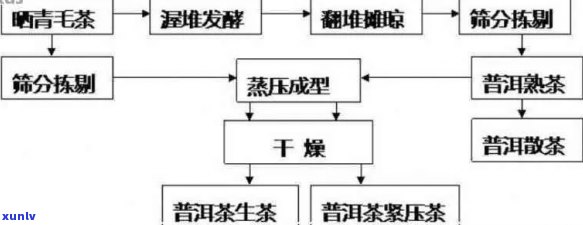 全面解析普洱茶的品质形成：从原料到工艺，探究优质普洱茶的秘密