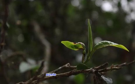  *** 一款古树普洱茶