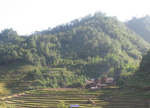 马鞍山岩子头普洱茶