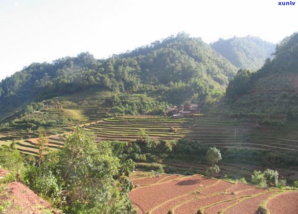 马鞍山岩子头普洱茶