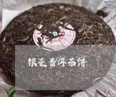 银毫饼普洱茶怎么样